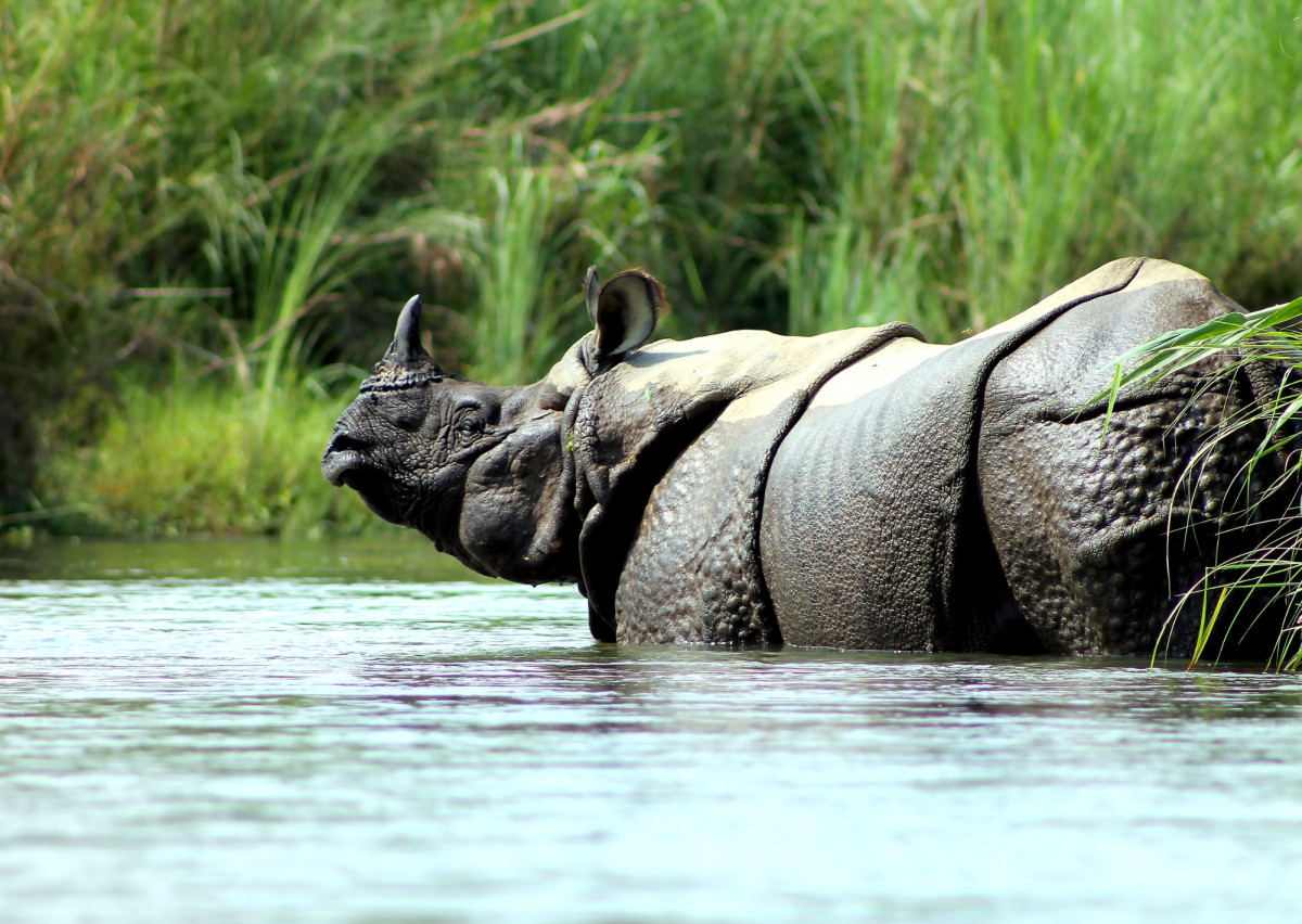 Nepal Wildlife Safari Expedition